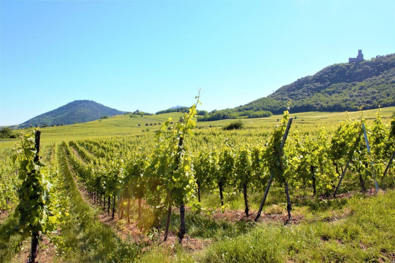 La Halte Des Vignes - Route Des Vins D'Alsace Apartman Scherwiller Kültér fotó